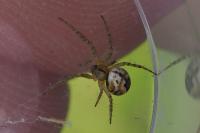 Mangora acalypha