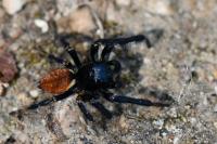 Carrhotus xanthogramma