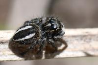 Philaeus chrysops