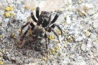 Pseudeuophrys erratica