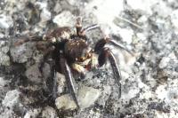 Pseudeuophrys erratica