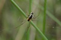 Neriene radiata