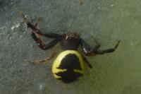 Synema globosum