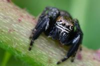 Evarcha arcuata