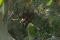 Agelena labyrinthica