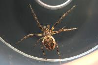 Larinioides sclopetarius