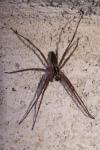 Pisaura mirabilis