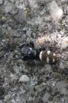 Salticus scenicus