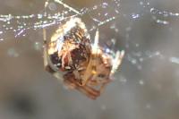Parasteatoda lunata