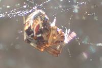 Parasteatoda lunata