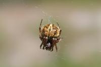 Agalenatea redii