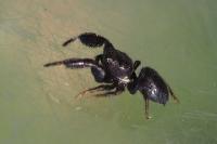 Sibianor aurocinctus