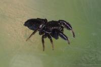 Sibianor aurocinctus