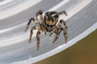 Phlegra fasciata
