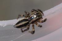 Phlegra fasciata