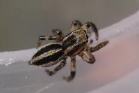 Phlegra fasciata