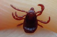 Rhipicephalus pusillus