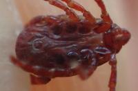 Rhipicephalus pusillus