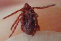 Rhipicephalus pusillus
