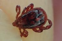 Rhipicephalus pusillus