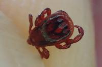 Rhipicephalus pusillus