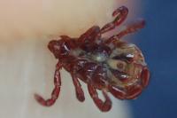 Rhipicephalus pusillus