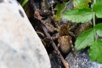 Zoropsis spinimana