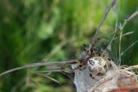 Larinioides cornutus