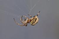 Larinioides cornutus