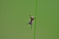Episinus