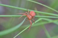Xysticus