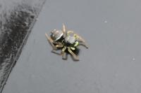 Heliophanus