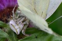 Thomisus onustus