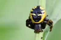 Synema globosum
