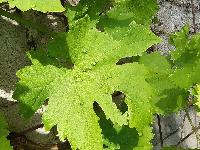 Colomerus vitis