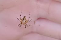 Araneus diadematus