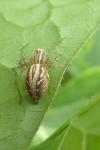 Oxyopes