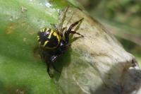 Synema globosum