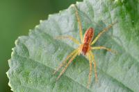 Dolomedes