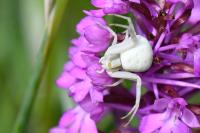 Misumena vatia
