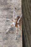 Zoropsis spinimana