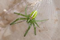 Heriaeus oblongus