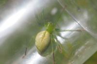 Micrommata ligurina