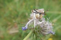 Misumena vatia