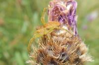 Dolomedes