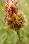 Dolomedes