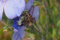 Oxyopes