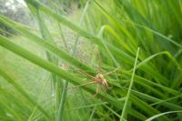 Pisaura mirabilis