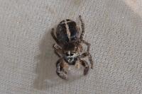 Pellenes tripunctatus