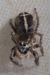 Pellenes tripunctatus
